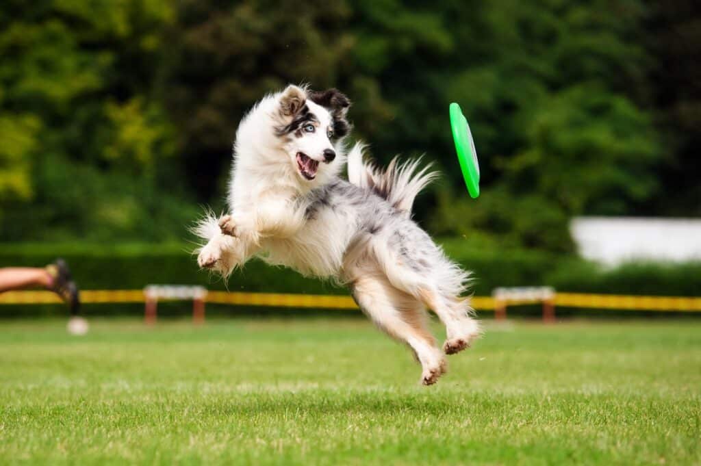 frisbee