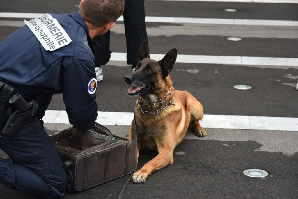 chiens de douanes